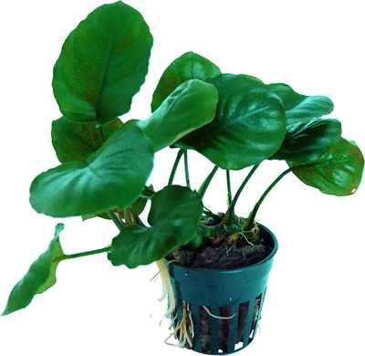 Produktbild von 1 Topf Barter's Speerblatt rundblättrig (Anubias barteri round leave)