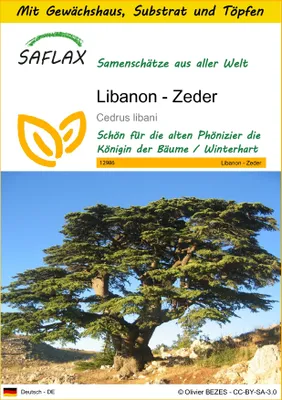 Produktbild von SAFLAX Anzucht Set - Libanon - Zeder - Cedrus libani - 20 Samen - Mit Mini-Gewächshaus, Anzuchtsubstrat und 2 Töpfen
