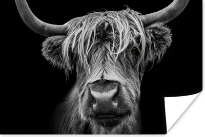 Produktbild von MuchoWow® Poster Schottischer Highlander - Hörner - Schwarz - Weiß - Kuh - Wild - Tiere 60x40 cm - Schlafzimmerdekoration