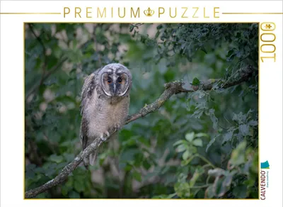 Produktbild von CALVENDO Puzzle Waldohreule, Ästling | 1000 Teile Lege-Größe 64x48cm Foto-Puzzle für glückliche Stunden
