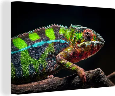 Produktbild von OneMillionCanvasses® - Leinwandbilder - 150x100 cm, Buntes Chamäleon schaut sich um, Wandbilder Kunstdruck Wanddekoration