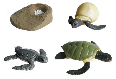 Productafbeelding van Cycplus Speelset: Schildpad, levenscyclus