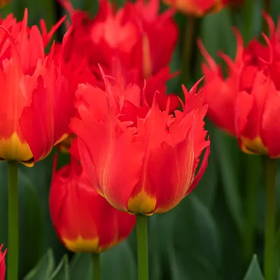 Zdjęcie produktu dla Tulipan Darwina Robbedoes 5 szt. Tulipany Cebulki Tulipanów Cebule