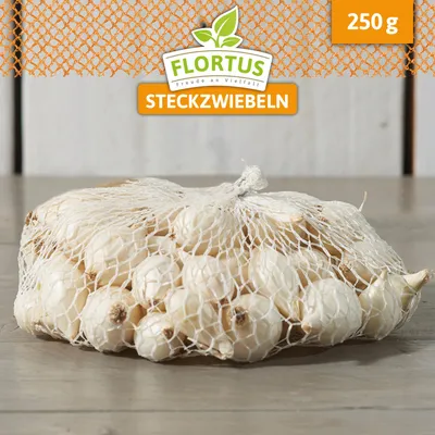 Produktbild von Wintersteckzwiebel Snowball | Steckzwiebeln von FLORTUS, Menge:250 g