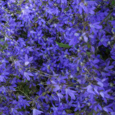Produktbild von Campanula poscharskyana 'Stella' Hängepolster-Glockenblume Blaue Blüten 10-25cm