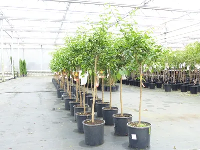 Produktbild von Citrus Yuzu 130 - 150 cm, Zitronenbaum Zitrone, japanische Zitrone, winterhart