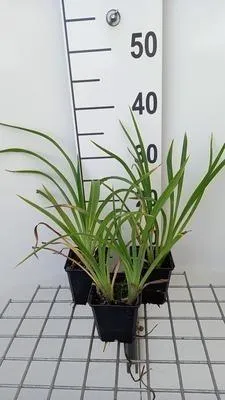 Zdjęcie produktu dla 6 x Hemerocallis hybr. 'Strawberry Candy' - taglily - Topf 9 x 9 cm