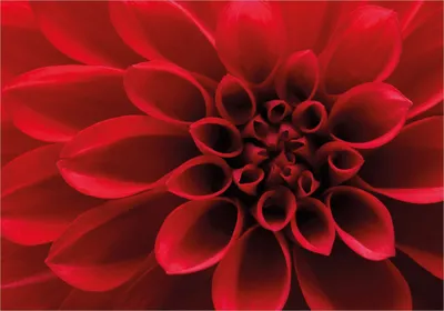 Produktbild von Wallario Poster - Rote Dahlienblüte in Nahaufnahme, Kunstdruck Größe: 70 x 100 cm
