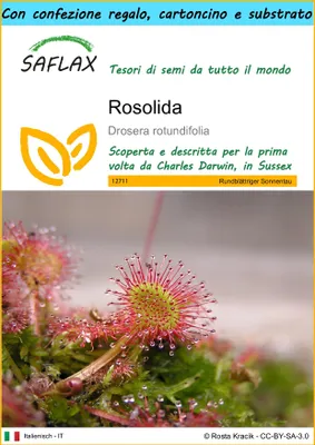 Immagine prodotto di SAFLAX Set regalo - Rosolida - 50 semi - Drosera