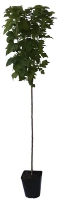 Produktbild von Titania (S) schwarze Johannisbeere Hochstamm ca 80-90 cm Stamm 120-150 cm im 3-5 Liter Topf
