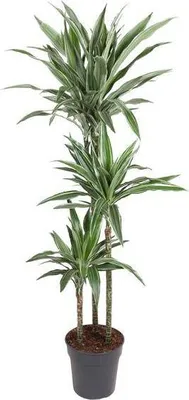 Zdjęcie produktu dla Drzewa smocze Dracaena Warneckei – roślina doniczkowa 140 cm – Ø27 cm – łatwa w pielęgnacji roślina zielona do salonu, biura i pomieszczeń wewnętrznych