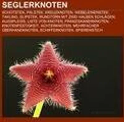 Produktbild von Seglerknoten