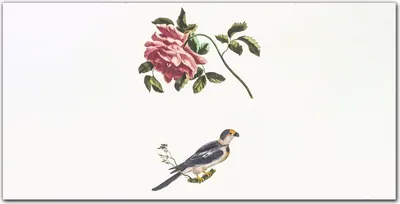 Produktbild von Coloray Bild aus Acryl 100 cm x 50 cm - Gehärtetes Acryl Acrylblock mit Bild Wohnzimmer Küche Dekoration Wanddekoration - Tier Vogel Blühen Zweig