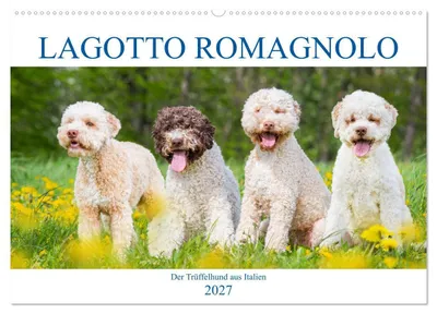 Produktbild von Lagotto Romagnolo - Der Trüffelhund aus Italien (Wandkalender 2027 DIN A2 quer), CALVENDO Monatskalender