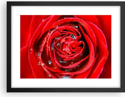 Produktbild von Gerahmtes Poster - Schwarzer Rahmen - Rose Blume Blütenblätter Tau - 40x30 cm - Wand Bild - Wanddeko - Wandbilder - Wandposter - Bilderrahmen - Bilder - Kunstdruck - Wandbild - P2BAA40x30-1518