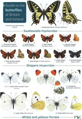 Produktbild von Guide to the butterflies of Britain and Ireland