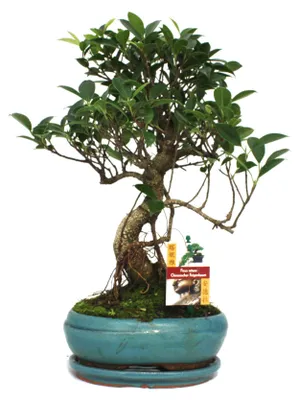 Obrázek produktu pro Bonsai fíkovník čínský - Ficus retusa - stáří přibližně 8 let