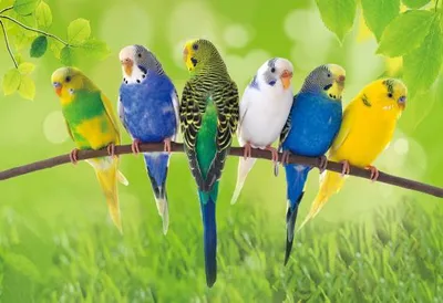 Produktbild von 3 D Ansichtskarte Wellensittiche, Postkarte Wackelkarte Hologrammkarte Tiere Tier Vogel