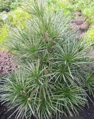 Produktbild von Japanische Schirmtanne Silver Star - Sciadopitys verticillata - 50-60cm
