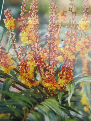 Produktbild von Mahonia aqiuifolium Volcano ® - MYOY ® - Mahonie Volcano ® - MYOY ® - 25-30cm