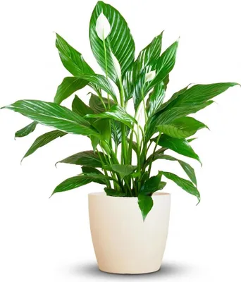 Image de Green boutiQ - Plante d'intérieur - Spathiphyllum - Blanc - Peu d'entretien - 1 plante - avec pot blanc - Pot 21 cm - Hauteur 70 à 80 cm