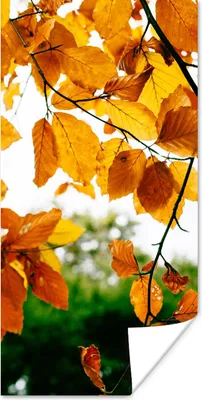 Produktbild von MuchoWow® Poster Herbstblätter - Baum - Rustikal 60x120 cm - Wandschmuck