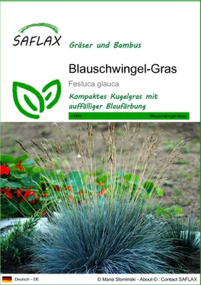 Produktbild von SAFLAX - Gräser-Bambus-Blauschwingel-Gras - 50 Samen - Festuca glauca