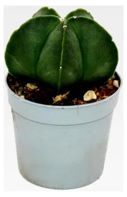 Produktbild von Astrophytum myriostigma NUDUM - Nackte Bischofsmütze - im 6,5 cm Topf