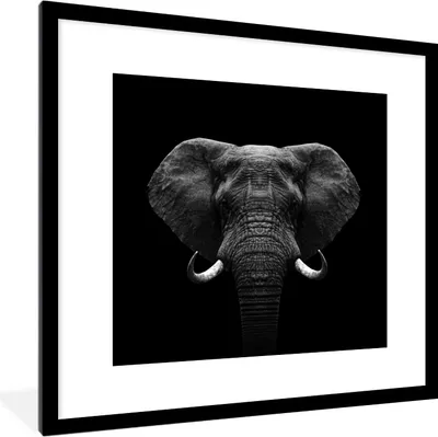 Produktbild von MuchoWow® Gerahmtes Poster Tiere - Elefant - Porträt - Schwarz - Weiß 40x40 cm - Poster mit Schwarzem Bilderrahmen Wandposter Rahmen Foto Bilder - Poster - Plakat im Rahmen