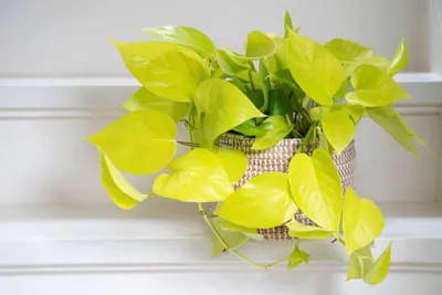 Produktbild von Epipremnum Golden Pothos 15-20 cm - leuchtende Efeutute - Zimmerpflanze - Grünpflanze
