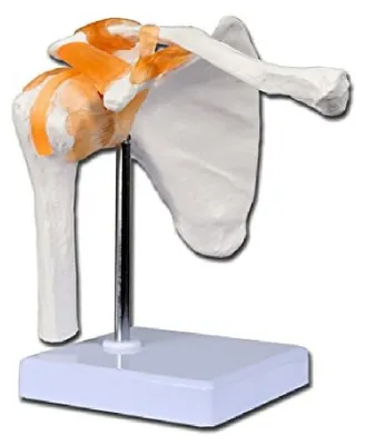 Schultasche für Didaktiktisch, Physiotherapie, Medizin