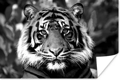 Produktbild von MuchoWow® Poster Tiger - Fell - Schwarz - Weiß 60x40 cm - Schlafzimmerdekoration