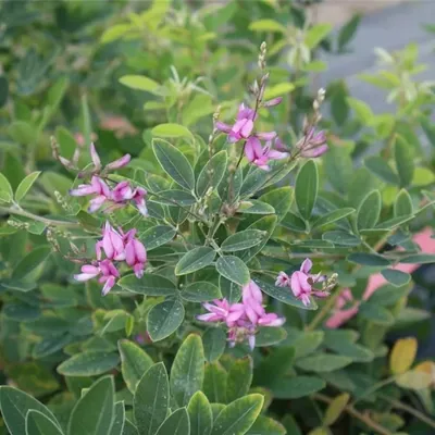 Produktbild von Lespedeza thungergii Gibraltar - Thunbergs Buschklee Gibraltar 60-100