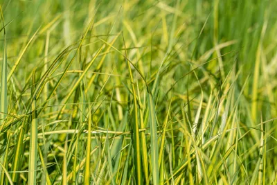 Zdjęcie produktu dla Trawa angielka, sadzonka w doniczce (5 litrów) - Calamagrostis x acutiflora