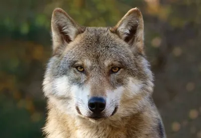 Produktbild von TischSet 3 D Wolfskopf, Platzset 2erSet Platzdeckchen Poster Bilder Tier Wolf Wölfe