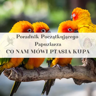 Obrázek produktu pro Průvodce po ParrotPlanet - PTASPAGE - Průvodce pro začátečníky s papoušky