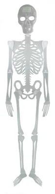 Produktbild von Skelett 150 cm | Halloween-Deko