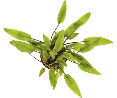 Produktbild von Wasserkelch - Cryptocoryne lutea