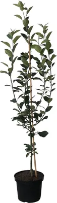 A potted apple tree with green leaves and a wooden stake for support, set against a white background.
