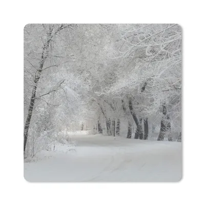 Produktbild von MuchoWow® Mauspad Mousepad Bäume - Schnee - Winter 30x30 cm - Mousepads - Maus Mat - Pad - Mausunterlage - Gaming