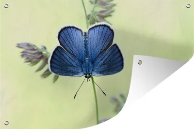 Produktbild von MuchoWow® 90x60 cm Outdoor-Poster Gartendeko Sichtschutz Garten Poster für den Garten  Blauer Schmetterling