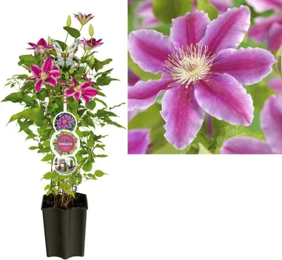 Zdjęcie produktu dla Clematis Dr. Ruppel – powojnik wielkokwiatowy różowy | roślina pnąca | 30–50 cm w doniczce