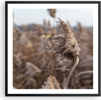 Produktbild von Gerahmtes Poster - Schwarzer Rahmen - Boho Ähren Gras - 60x60 cm - Wand Bild - Wanddeko - Wandbilder - Kunstposter - Wandposter - Bilderrahmen - Bilder - Kunstdruck - Wanddekoration - P2BAC60x60-4763