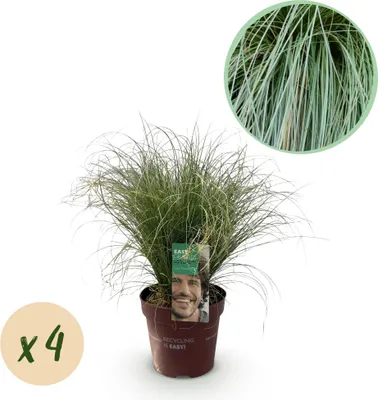 Produktbild von GreenboutiQ - Ziergräser - Carex comans Frosted Curls - Grün - 4 Pflanzen - Immergrün - Wenig Pflege - Topf 17cm Höhe 50cm