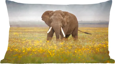 Produktbild von MuchoWow® Zierkissen Sofakissen Wohnzimmer Dekokissen 50x30 cm Elefant - Blumen - Gras - Tiere - Natur - Wohnzimmerdekoration - Polster mit Photo