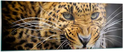 Produktbild von Bilder auf glas - Leopard tier savanne afrika - 140x50cm - Glasbilder - Wandbilder - Kunstdruck - zum Aufhängen bereit - Wanddekoration aus Glas - Glas Bilder - Wandbild auf Glas - GAB140x50-2728