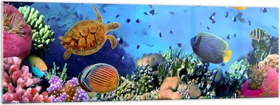Produktbild von Bilder auf glas - Korallenriff - 160x50cm - Glasbilder - Wandbilder - Kunstdruck - zum Aufhängen bereit - Wanddekoration aus Glas - Glas Bilder - Wandbild auf Glas - Einteilig - GAB160x50-3569