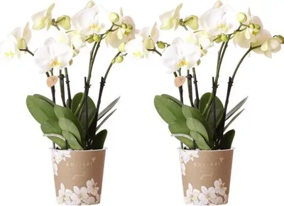Produktbild von Phalaenopsis Orchideen Weiß 2 Orchideen Zimmerpflanzen mit langanhaltender Blüte