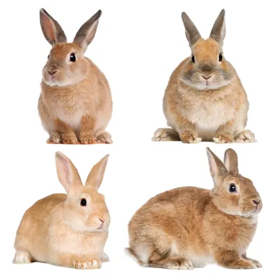 Produktbild von Fensterbild Frühling Ostern 4 Kaninchen Hasen I beidseitig selbsthaftend wiederverwendbar I dv1406