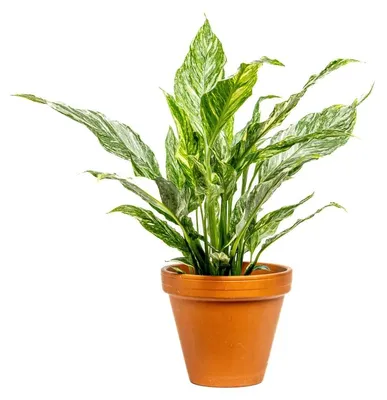 Produktbild von Gardners Spathiphyllum Diamond, Durchmesser 12-14 cm